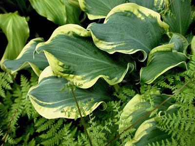 Proven Winners® Perennial Plants|Hosta - Shadowland 'Wheee!' 2