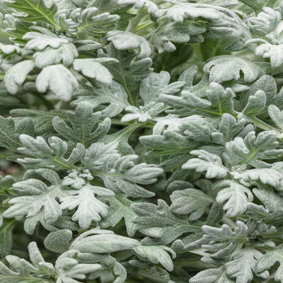 Proven Winners® Perennial Plants|Artemisia - Silver Bullet Wormwood 1