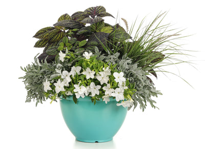 Proven Winners® Perennial Plants|Artemisia - Silver Bullet Wormwood 2