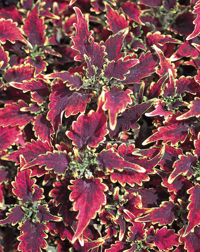 Proven Winners® Annual Plants|Solenostemon - Sky Fire Coleus 1