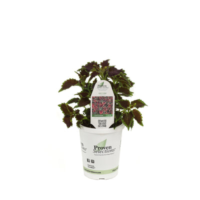 Proven Winners® Annual Plants|Solenostemon - Sky Fire Coleus 3