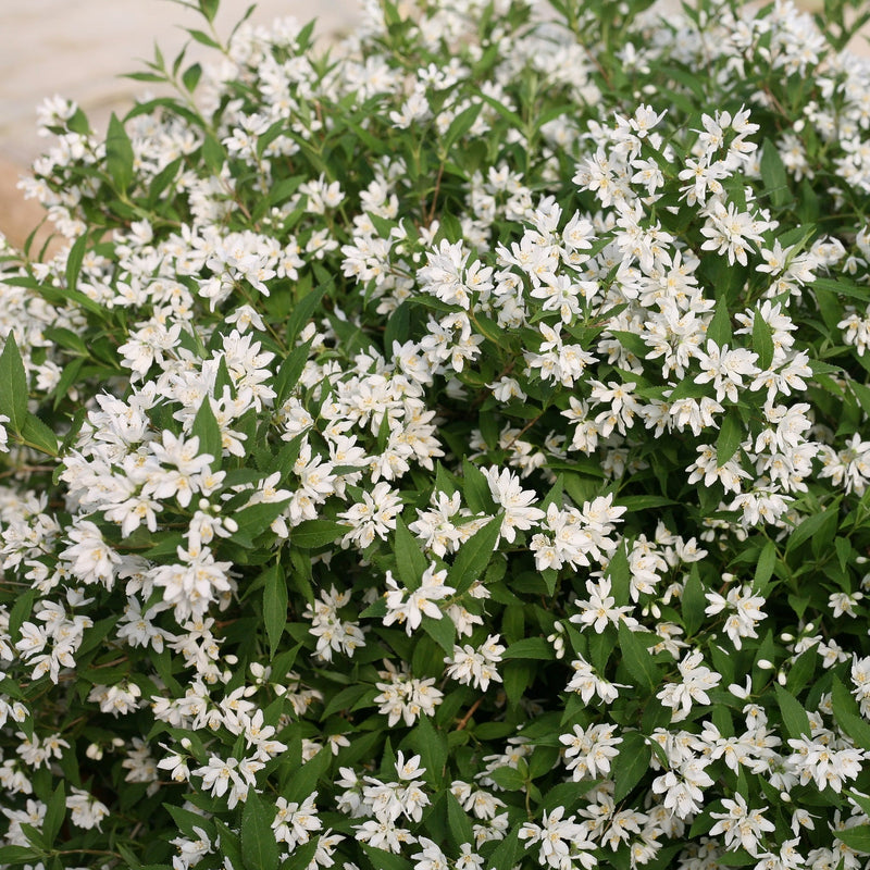 Proven Winners® Shrub Plants|Deutzia - Yuki Snowflake 1