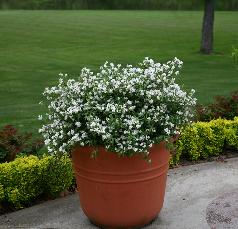Proven Winners® Shrub Plants|Deutzia - Yuki Snowflake 2