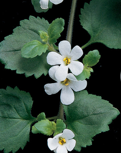 Proven Winners® Annual Plants|Sutera - Snowstorm Giant Snowflake Bacopa 3