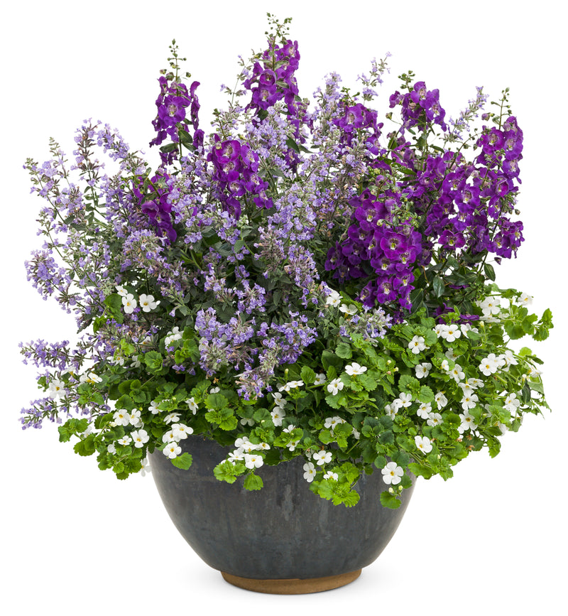 Proven Winners® Annual Plants|Sutera - Snowstorm Giant Snowflake Bacopa 5