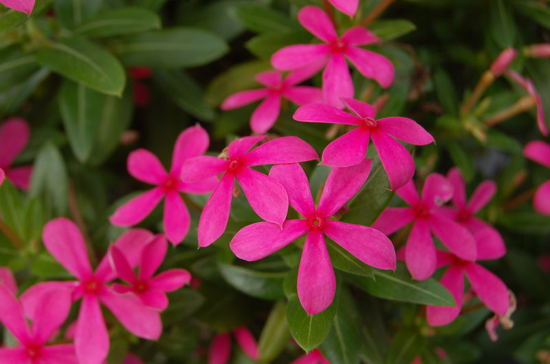 Proven Winners® Annual Plants|Catharanthus - Soiree Kawaii Pink Vinca 1