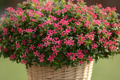 Proven Winners® Annual Plants|Catharanthus - Soiree Kawaii Pink Vinca 2