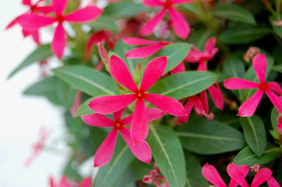 Annual Plants|Catharanthus - Soiree Kawaii Red Shades Vinca 3