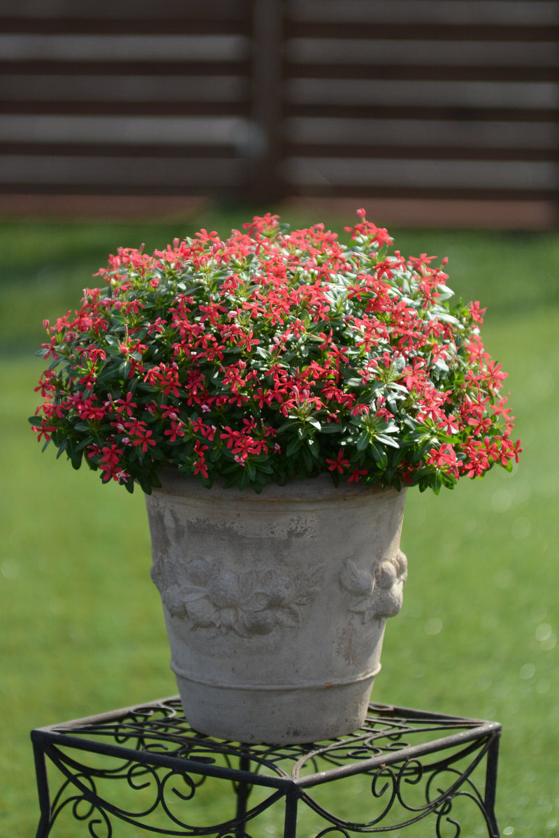 Annual Plants|Catharanthus - Soiree Kawaii Red Shades Vinca 4