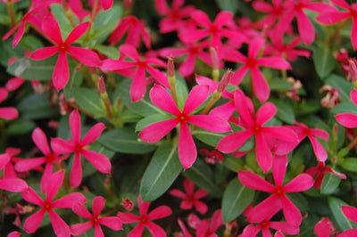 Annual Plants|Catharanthus - Soiree Kawaii Red Shades Vinca 1