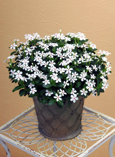 Annual Plants|Catharanthus - Soiree Kawaii White Peppermint Vinca 2