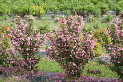 Proven Winners® Shrub Plants|Weigela - Sonic Bloom Pure Pink 2