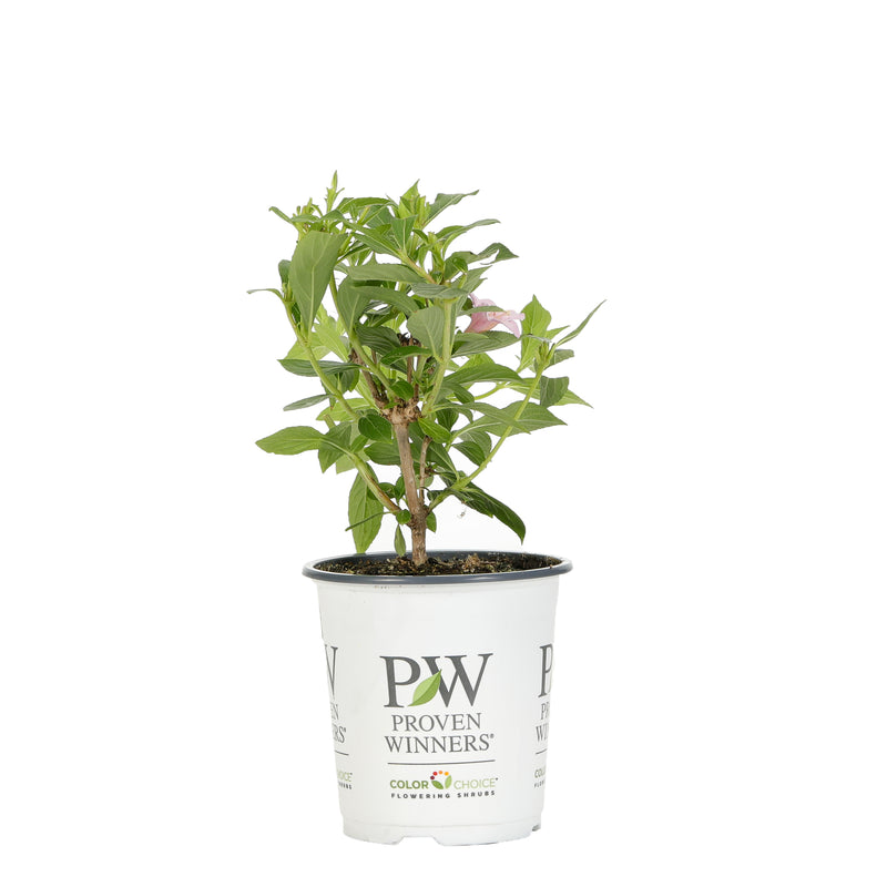 Proven Winners® Shrub Plants|Weigela - Sonic Bloom Pure Pink 5
