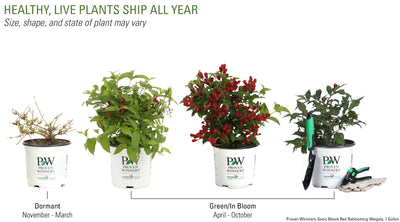 Proven Winners® Shrub Plants|Weigela - Sonic Bloom Red 5