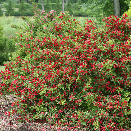 Proven Winners® Shrub Plants|Weigela - Sonic Bloom Red 3