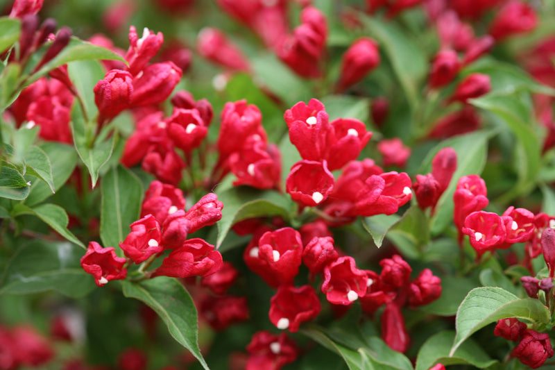 Proven Winners® Shrub Plants|Weigela - Sonic Bloom Red 4