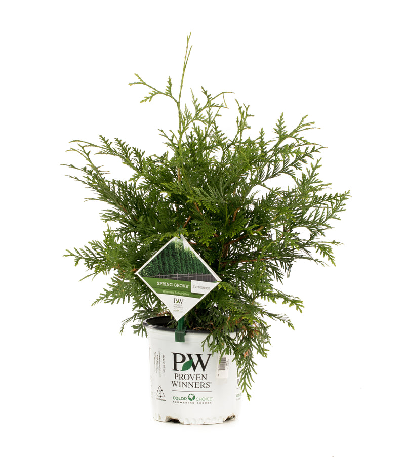 Proven Winners® Shrub Plants|Thuja - Spring Grove Western Arborvitae 4