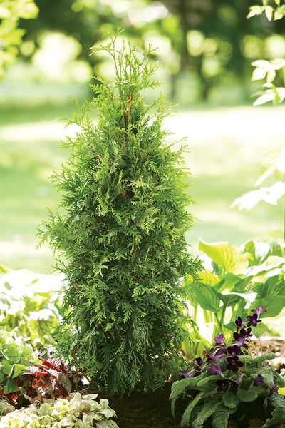 Proven Winners® Shrub Plants|Thuja - Spring Grove Western Arborvitae 3