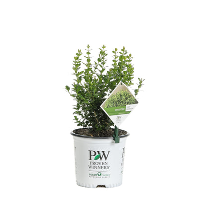 Proven Winners® Shrub Plants|Buxus - Sprinter Boxwood 4