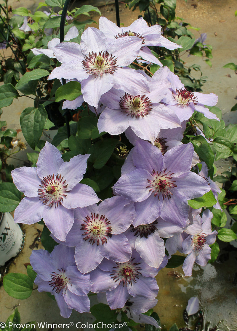Proven Winners® Shrub Plants|Clematis - Still Waters 2