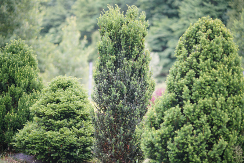 Proven Winners® Shrub Plants|Taxus - Stonehenge Yew  2