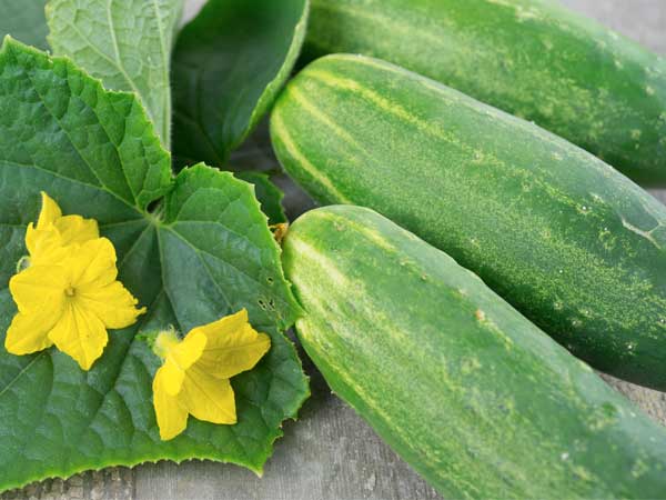 Proven Winners® Garden to Table Plants|Cucumber - Straight Eight 2
