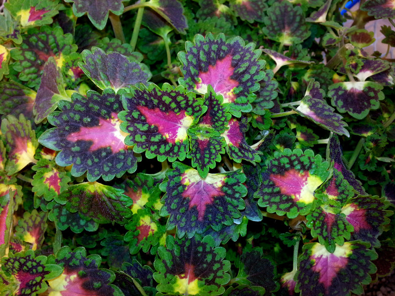Annual Plants|Solenostemon - ColorBlaze Strawberry Drop Coleus 4
