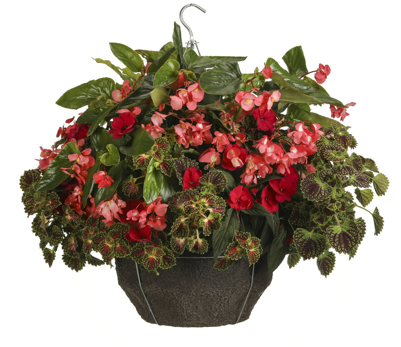 Annual Plants|Solenostemon - ColorBlaze Strawberry Drop Coleus 2