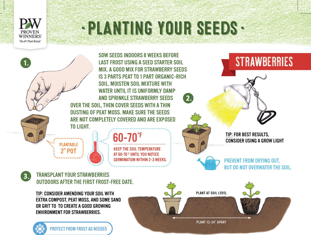 propagating strawberry seeds Pink Strawberry Seeds