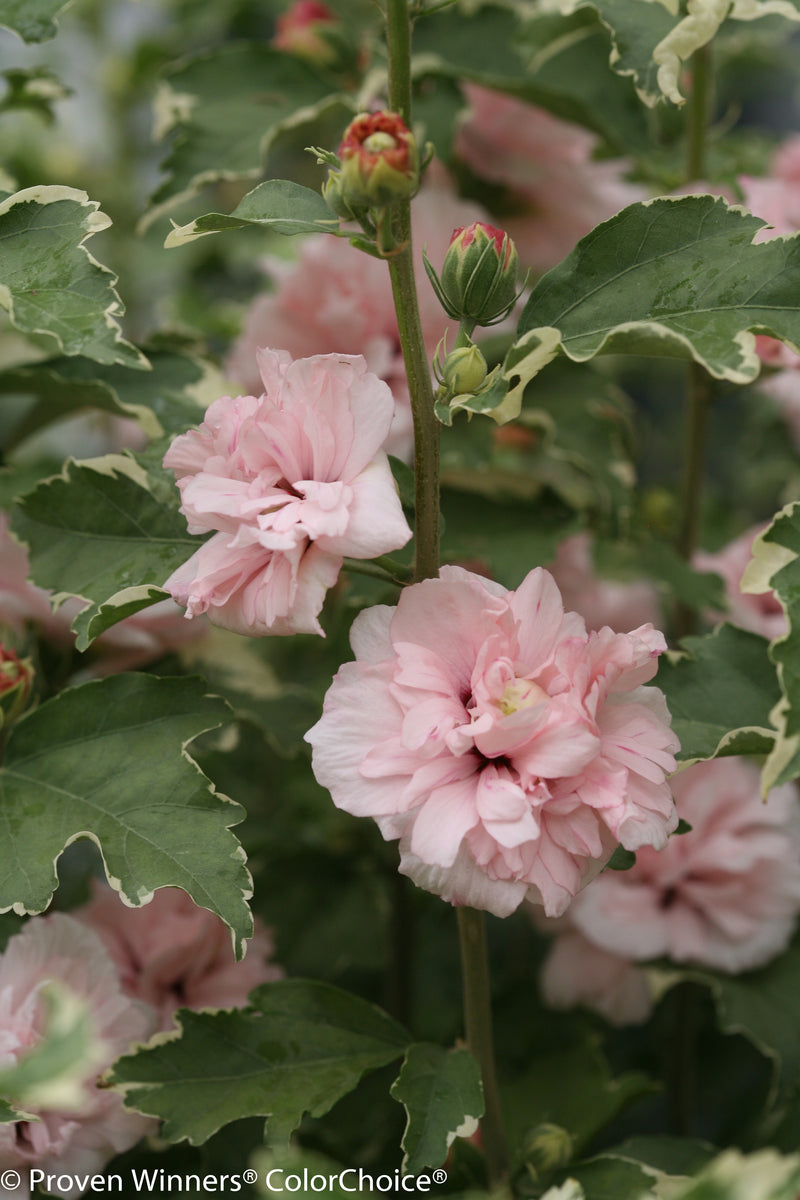 Proven Winners® Shrub Plants|Hibiscus - Sugar Tip Rose of Sharon 1