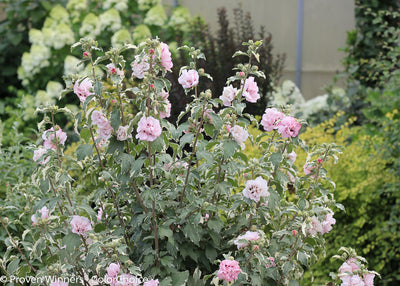 Proven Winners® Shrub Plants|Hibiscus - Sugar Tip Rose of Sharon 2