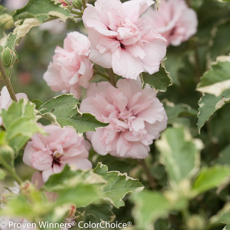 Proven Winners® Shrub Plants|Hibiscus - Sugar Tip Rose of Sharon 3