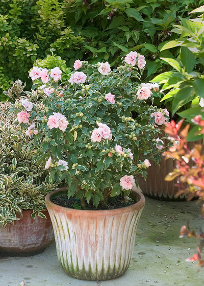 Proven Winners® Shrub Plants|Hibiscus - Sugar Tip Rose of Sharon 4