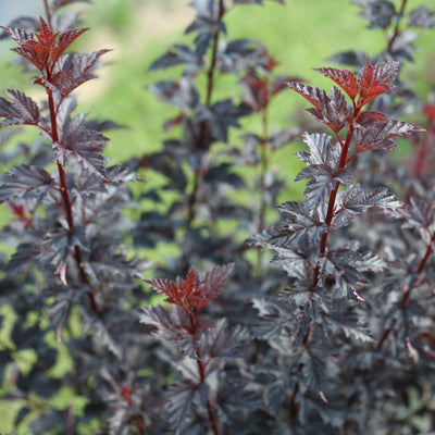 Proven Winners® Shrub Plants|Physocarpus - Summer Wine Black Ninebark 1
