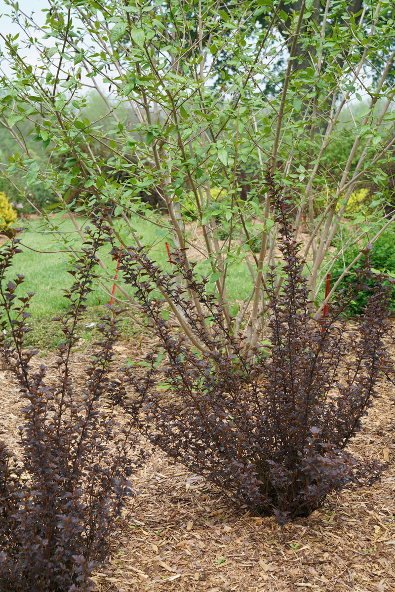 Proven Winners® Shrub Plants|Physocarpus - Summer Wine Black Ninebark 2