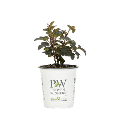 Proven Winners® Shrub Plants|Physocarpus - Summer Wine Black Ninebark 3