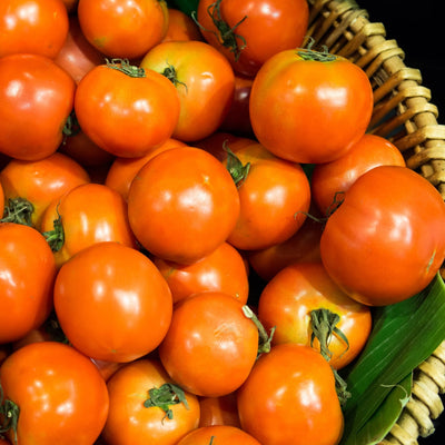 Proven Selections® Sungold Cherry Tomato
