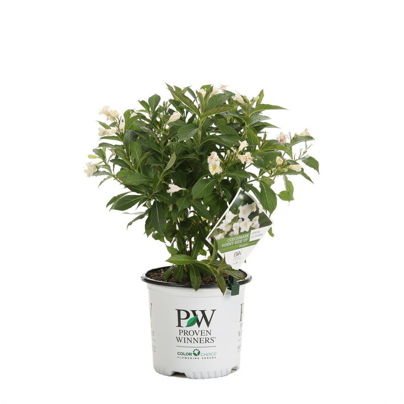 Proven Winners® Shrub Plants|Weigela - Czechmark Sunny Side Up 3