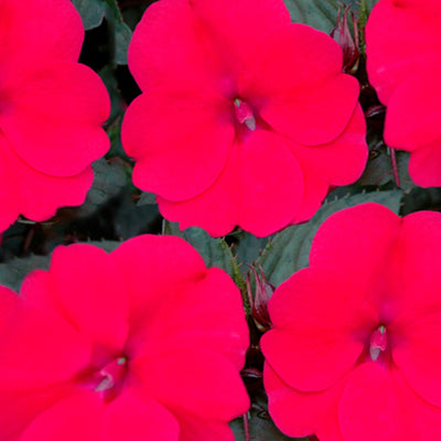 Proven Winners® Annual Plants|Impatiens - Compact Deep Rose 1