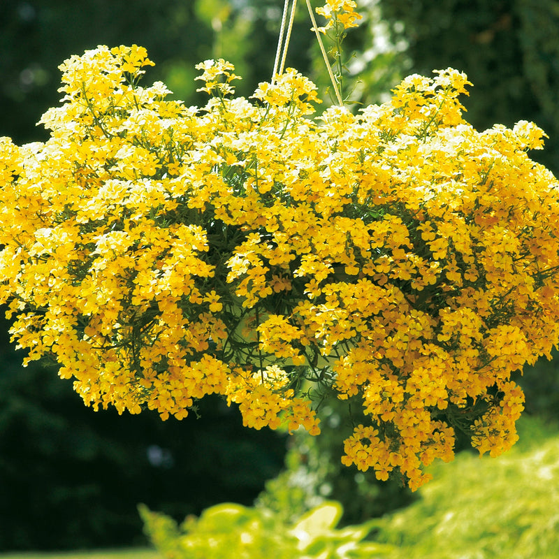 Proven Winners® Annual Plants|Nemesia - Sunsatia Lemon 2