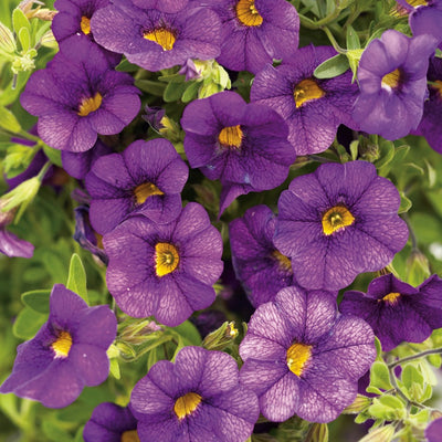 Proven Winners® Annual Plants|Calibrachoa - Superbells Blue 1