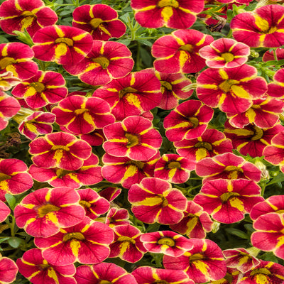 Proven Winners® Annual Plants|Calibrachoa - Superbells Cardinal Star 1