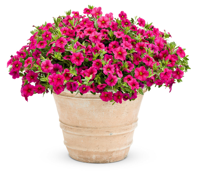Proven Winners® Annual Plants|Calibrachoa - Superbells Cherry Red 5