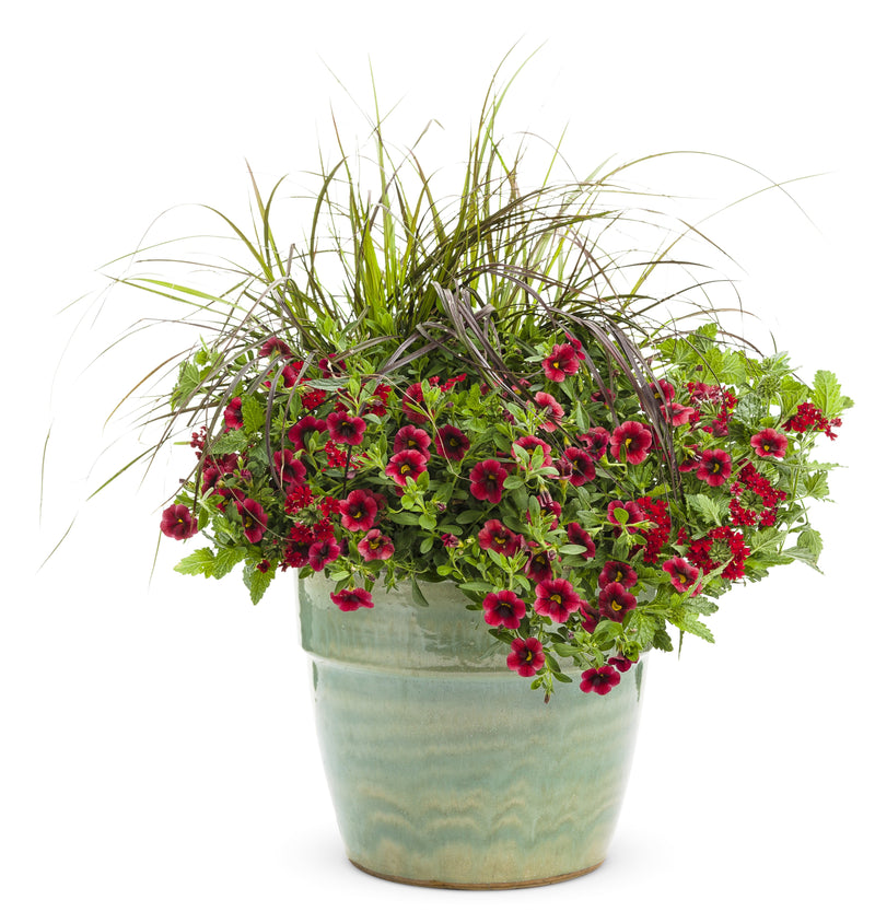 Proven Winners® Annual Plants|Calibrachoa - Superbells Cherry Red 4