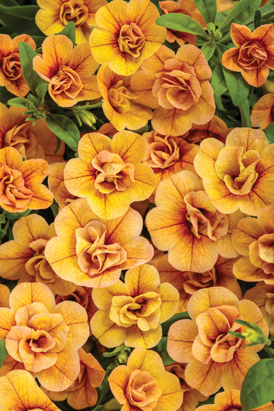 Proven Winners® Annual Plants|Calibrachoa - Superbells Double Amber 1