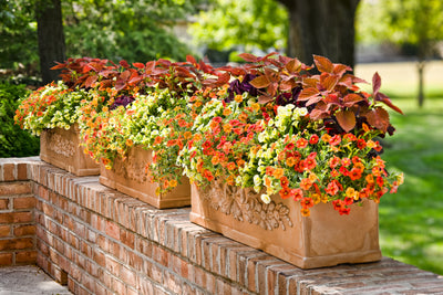 Proven Winners® Annual Plants|Calibrachoa - Superbells Dreamsicle 3