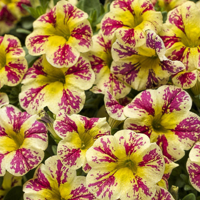 Proven Winners® Annual Plants|Calibrachoa - Superbells Holy Moly! 1