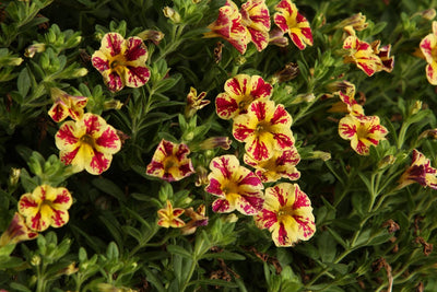 Proven Winners® Annual Plants|Calibrachoa - Superbells Holy Moly! 2