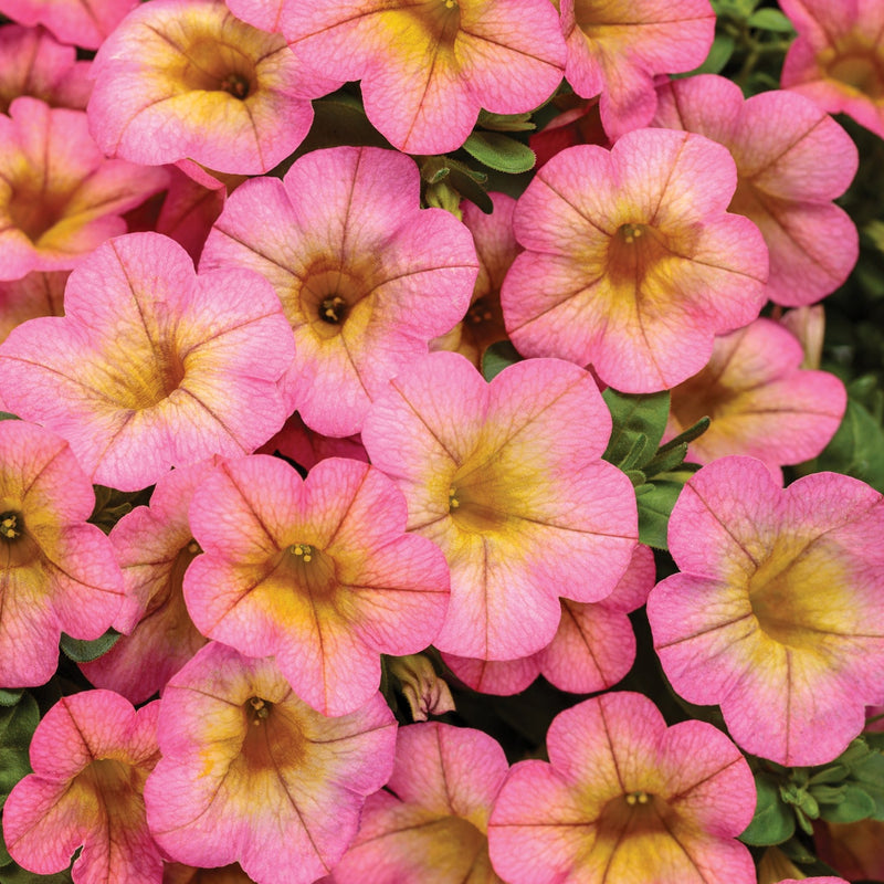 Proven Winners® Annual Plants|Calibrachoa - Superbells Honeyberry 1