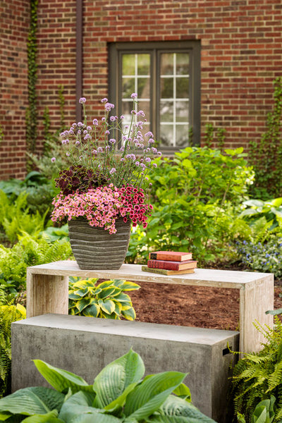 Proven Winners® Annual Plants|Calibrachoa - Superbells Honeyberry 2